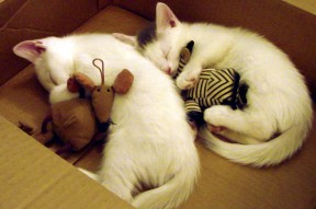 爱游戏体育-篮球全明星阵容投票平台上线引发热潮，篮球全明星赛规则