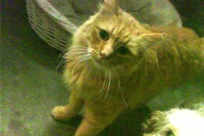 爱游戏体育官网-国际足球青训联盟推动标准国际化，塑造全球青训体系新格局，国际青少年足球