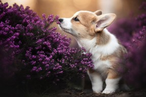 爱游戏平台-Chinese Taipei团队未来：竞技水平提升与国际化战略，chinese national team