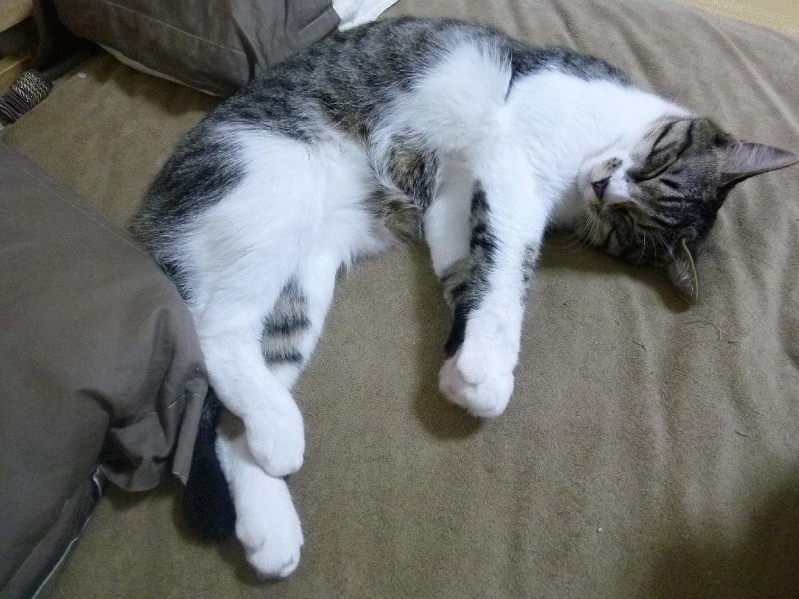 CBA联盟深化青训体系培养未来之星，cba青训球员是否终身效力