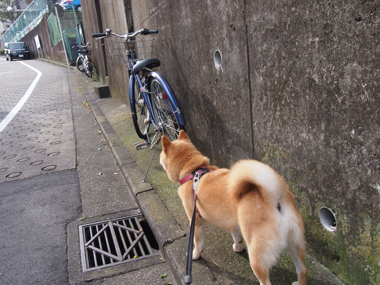 亚洲杯中国队惨败 球迷呼吁深度改革，亚洲杯中国队下场比赛