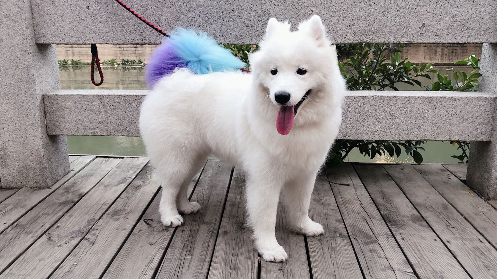 国家队集训计划与俱乐部赛程冲突频发，国家队集训队