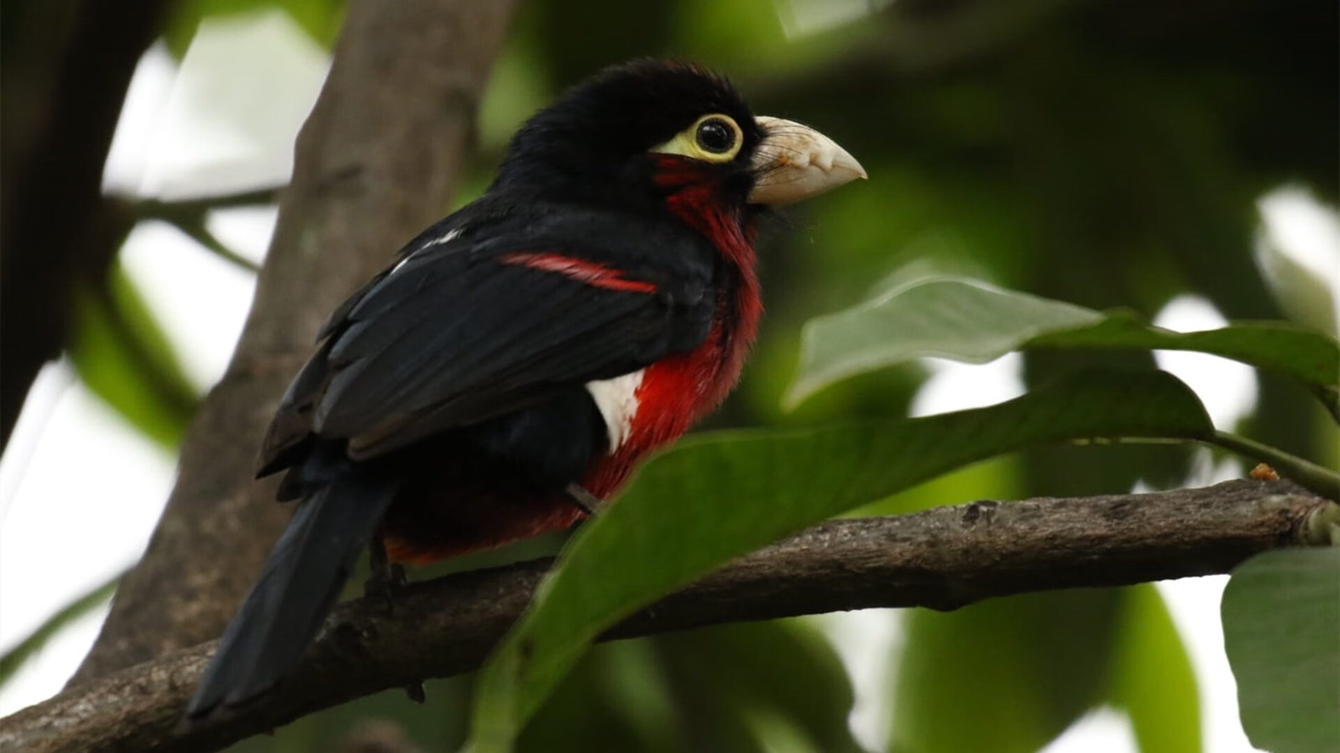 国际热身赛U23国足战平 球迷呼吁大胆变阵，2020国足热身赛