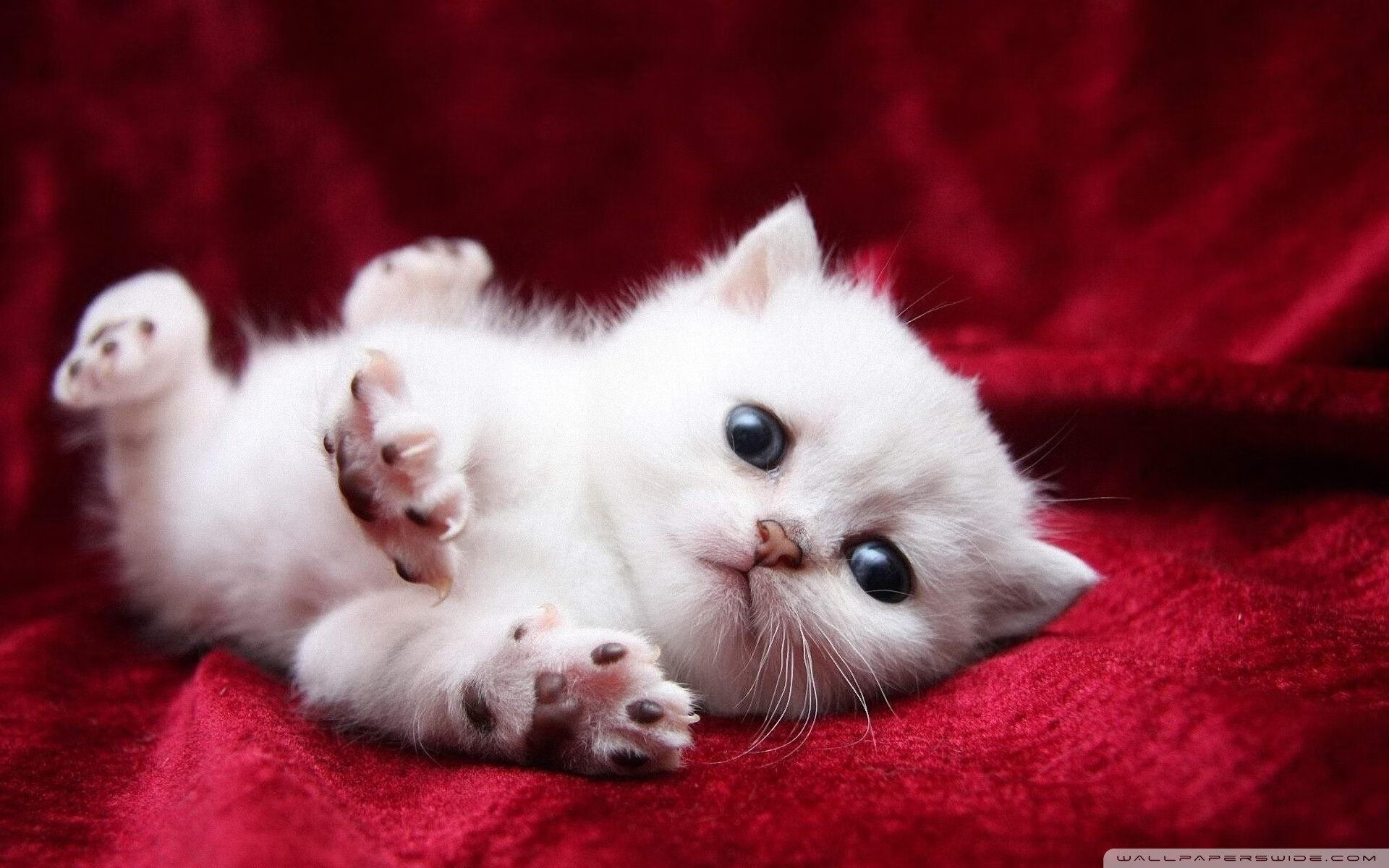 地方篮球俱乐部运营逐步专业化吸引更多关注,篮球俱乐部运营方案及管理