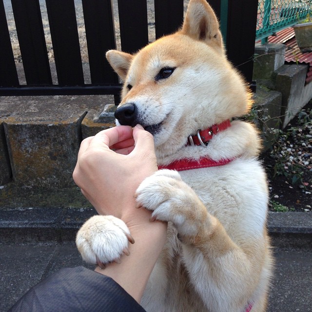 新加坡队赛制研究:如何通过团队合作在复杂赛制中取得突破,新加坡邀请赛决赛视频