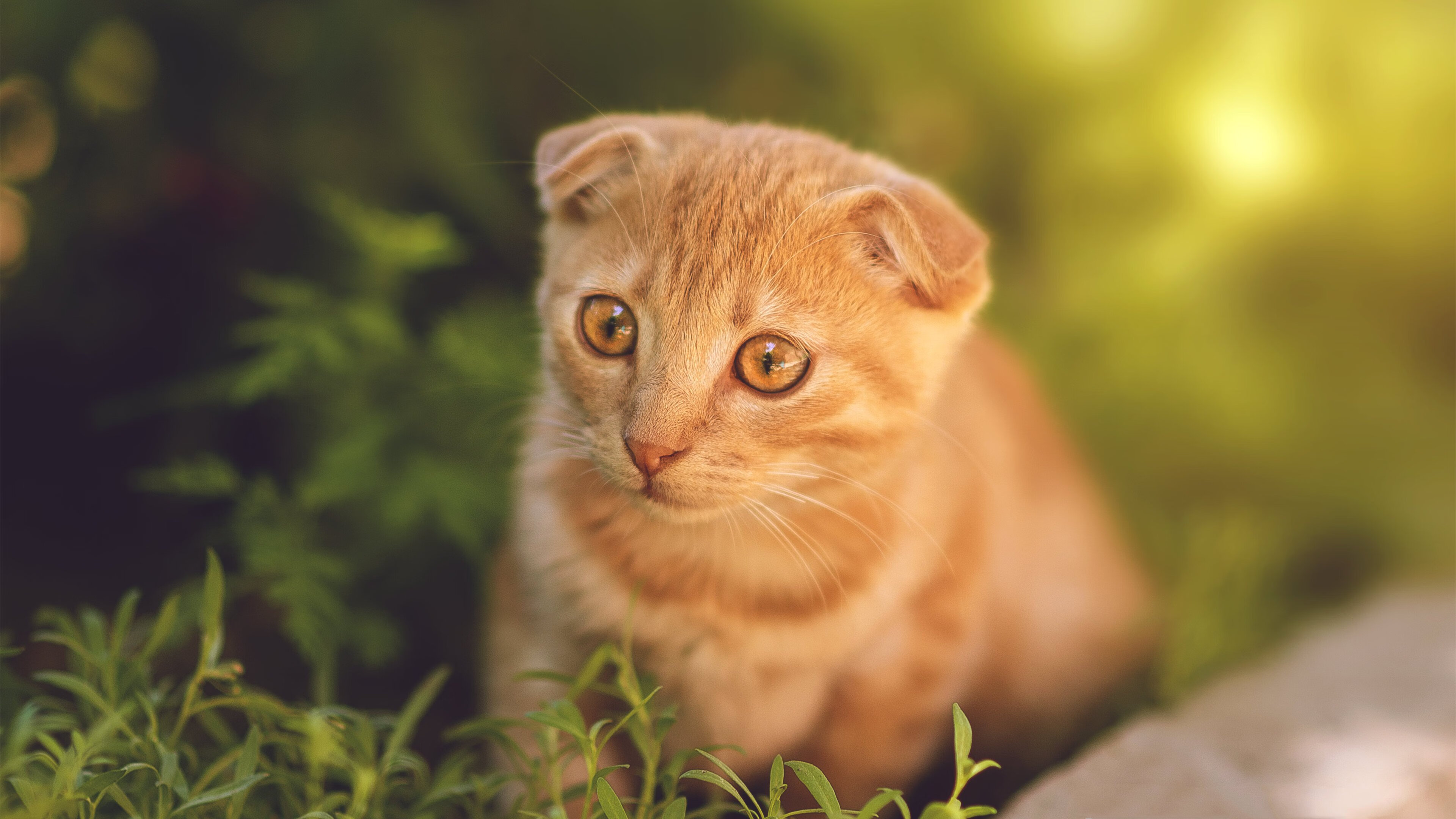 纽卡斯尔整体协作压制对方控球意图，纽卡斯尔球队