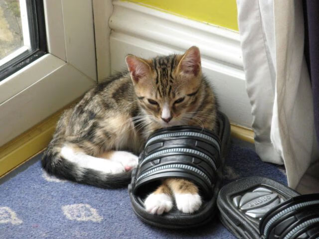 青少年体育电影节展映十余部励志作品，青少年体育节目