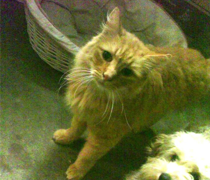 国际足球青训联盟推动标准国际化，塑造全球青训体系新格局，国际青少年足球