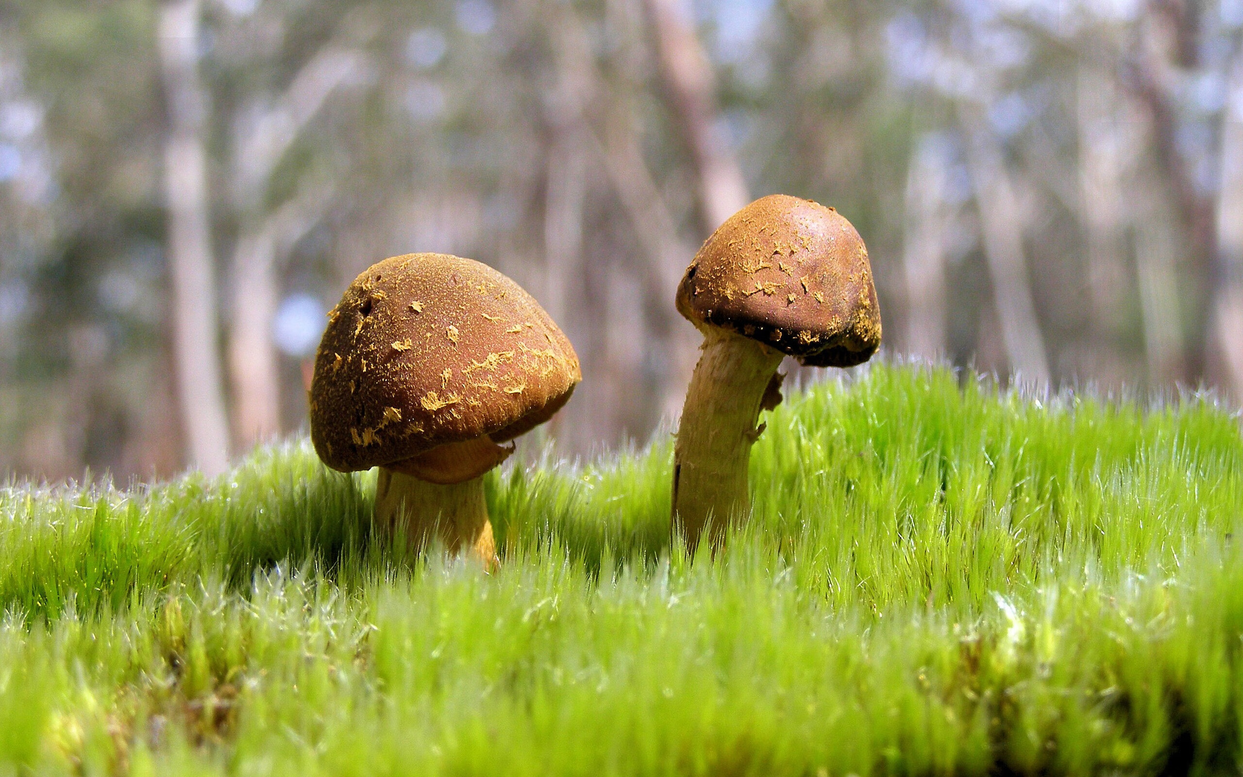 法甲新星崛起:天赋异禀,未来无限!,法甲的强队