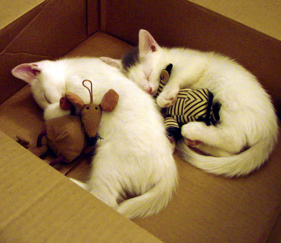 篮球全明星阵容投票平台上线引发热潮，篮球全明星赛规则