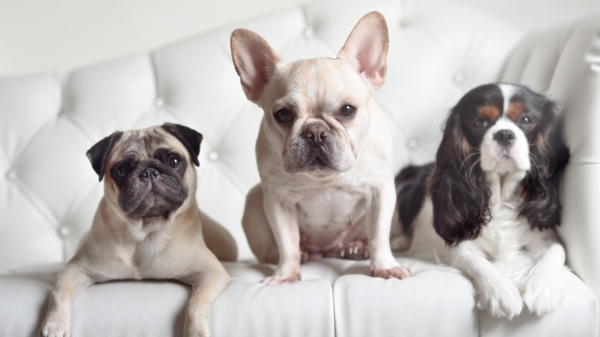 维尔·冯·威克：利用身高和力量，助力南非队突破防守障碍，安东冯维尔纳