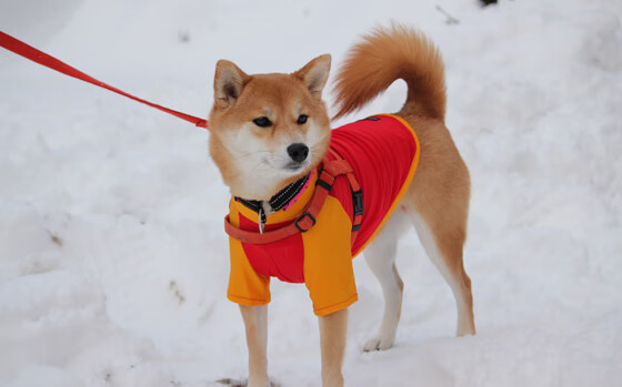 足球联赛门票销售平台功能优化升级,足球票务