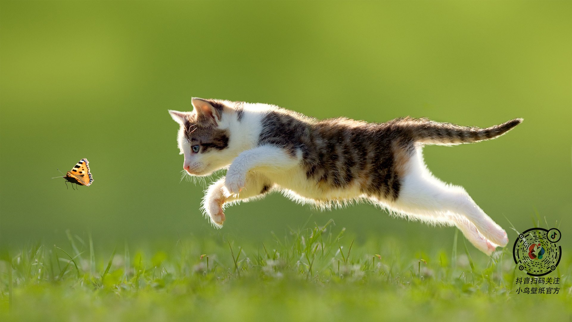 跳水初赛摩纳哥状态逐步提升,摩纳哥潜水